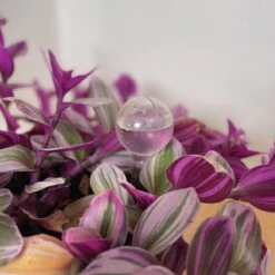 Merkloos JADI - Druppelsysteem - Waterdruppelaar Voor Uw Planten - Set Van 6 Stuks - 3 Grote & 3 Kleine - Transparante Waterbollen -Best Garden Tools Store 1200x1200 524