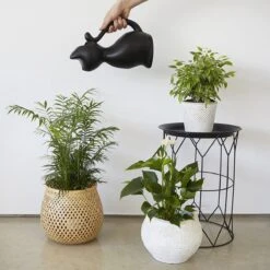 Balvi Meow! Kat Gieter - Zwart -Best Garden Tools Store 1200x1200 528