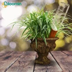 Bloomin Waterdruppelaar Van Terracotta - Waterdruppelaar Voor Planten - Druppelsysteem - Irrigatiesysteem - Watergeefsysteem - Bewateringssysteem - 8 Stuks 10 Bloomin Waterdruppelaar Van Terracotta - Waterdruppelaar Voor Planten - Druppelsysteem - Irrigatiesysteem - Watergeefsysteem - Bewateringssysteem - 8 Stuks -Best Garden Tools Store 1200x1200 646