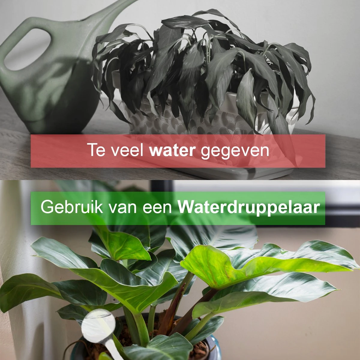 Waterdruppelaar Set Van 6 Stuks - Waterdruppelaar Voor Planten - Watergeefsysteem - Waterbol Irrigatiesysteem - Automatisch Druppelsysteem Voor Kamerplanten & Tuin - Watergever - Doorzichtig - 15cm 6 Waterdruppelaar Set Van 6 Stuks - Waterdruppelaar Voor Planten - Watergeefsysteem - Waterbol Irrigatiesysteem - Automatisch Druppelsysteem Voor Kamerplanten & Tuin - Watergever - Doorzichtig - 15cm - Image 6