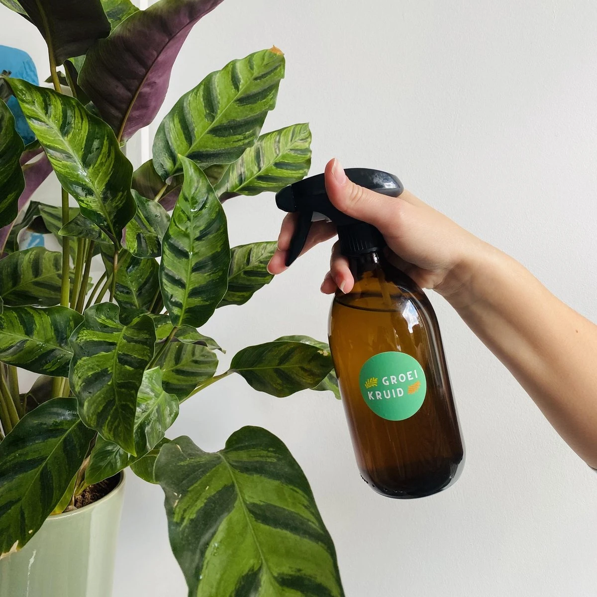 Groeikruid® Plantenspuit | 500 Ml Amber Glas | Met Zwarte Spraykop | Plantensproeier Binnen | Waterverstuiver | Verstuiver | Waterspuit 3 Groeikruid® Plantenspuit | 500 Ml Amber Glas | Met Zwarte Spraykop | Plantensproeier Binnen | Waterverstuiver | Verstuiver | Waterspuit - Image 3