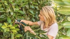 Bosch EasyPrune Accu Snoeischaar - 3.6 V Accu - USB -Best Garden Tools Store 1200x675 38