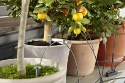 GARDENA Vakantiebewateringsset Duppelsysteem - Geschikt Voor 36 Potplanten - Incl. 9l Vat -Best Garden Tools Store 1200x799 156