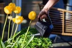 Xala - Gieter Doppio Groove 2L Zwart -Best Garden Tools Store 1200x799 189