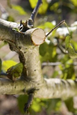 GARDENA - Comfort - Hefboomsnoeischaar Smartcut - Snoeischaar - Takdikte Max. 22 Mm -Best Garden Tools Store 799x1200 84